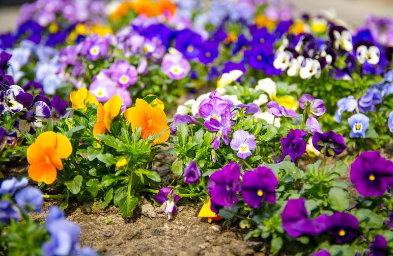 Planta pensamiento características y para que sirve en Lima » 【Jardineros  Lima】