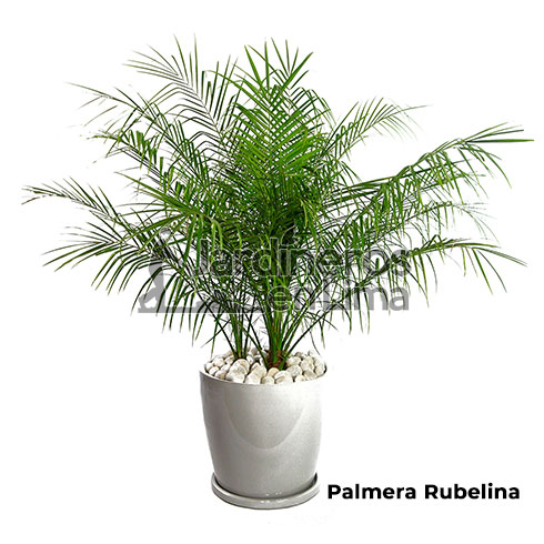 Palmera rubelina