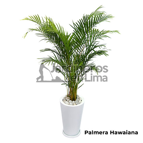 Palmera hawaiana