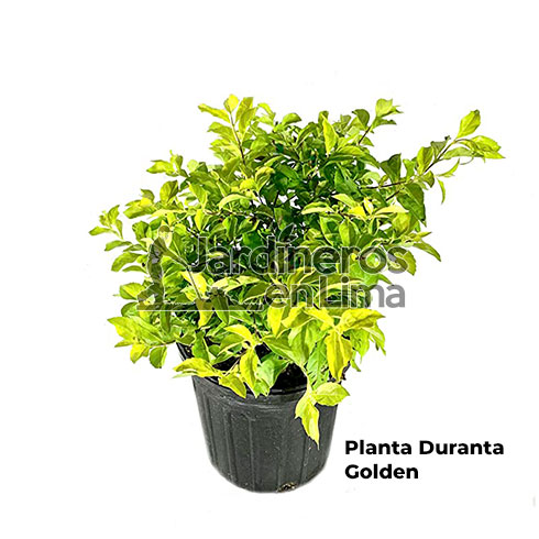 Planta duranta