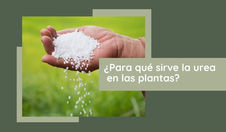 Para qué sirve la urea en las plantas? » 【Jardineros Lima】