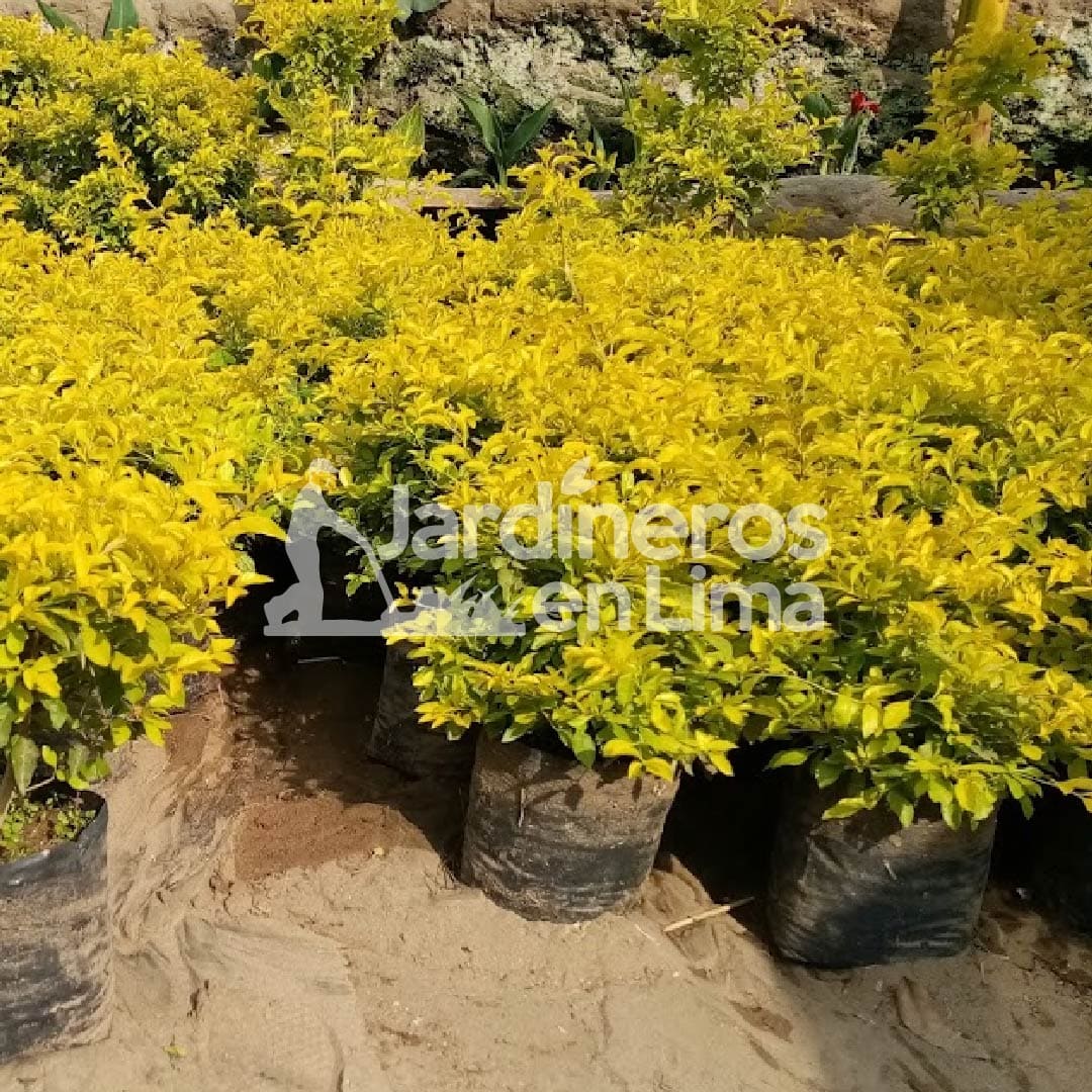 Vivero 3