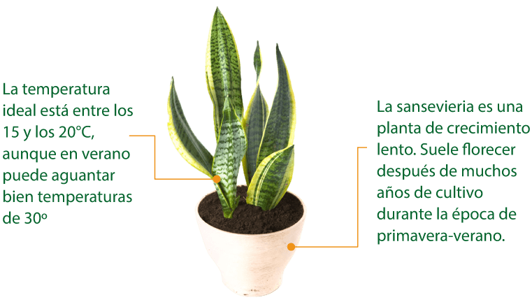 Lengua de suegra, beneficios y cuidados » 【Jardineros Lima】