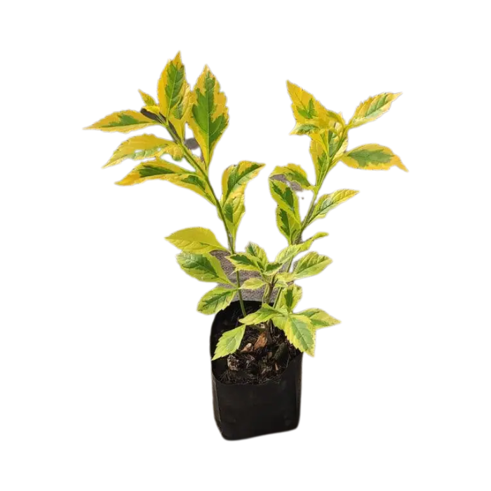 Duranta limón/verde: