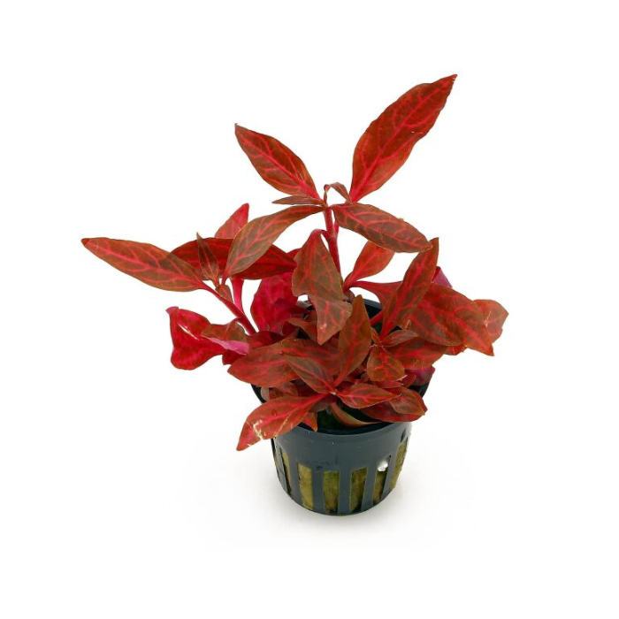 Duranta roja / alternanthera roja: